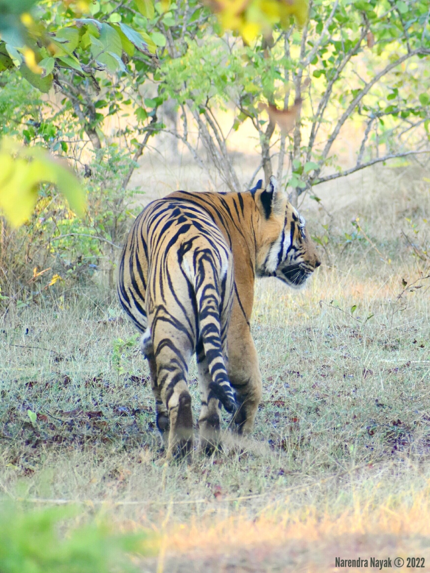 Male tiger, Tala (T-100), Tadoba